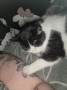 Shiv (2)2